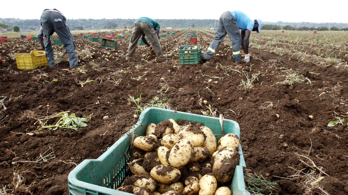 Landwirtschaft: Schuften auf Italiens Feldern: „Das grenzt an Sklaverei“, sagt der Arbeiterführer Landwirtschaft: Schuften auf Italiens Feldern: „Das grenzt an Sklaverei“, sagt der Arbeiterführer