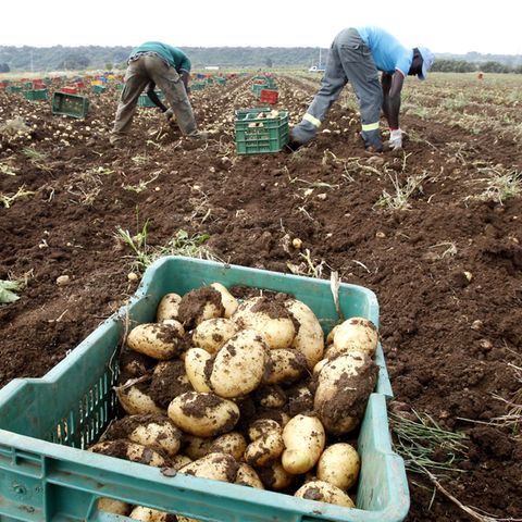 Landwirtschaft: Schuften auf Italiens Feldern: „Das grenzt an Sklaverei“, sagt der Arbeiterführer