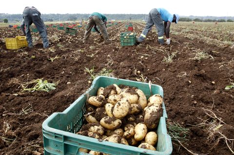 Landwirtschaft: Schuften auf Italiens Feldern: „Das grenzt an Sklaverei“, sagt der Arbeiterführer
