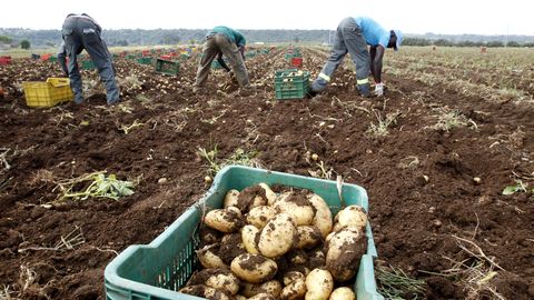 Landwirtschaft: Schuften auf Italiens Feldern: „Das grenzt an Sklaverei“, sagt der Arbeiterführer