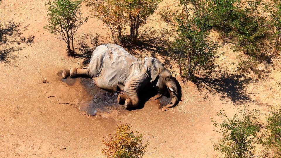 Elefanten-Sterben in Botsuana