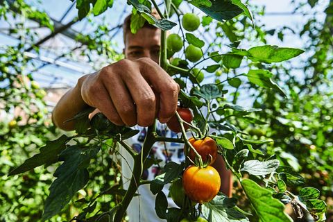 Im Gewächshaus des Demeter-Hofs Dannwisch sind die Biotomaten reif