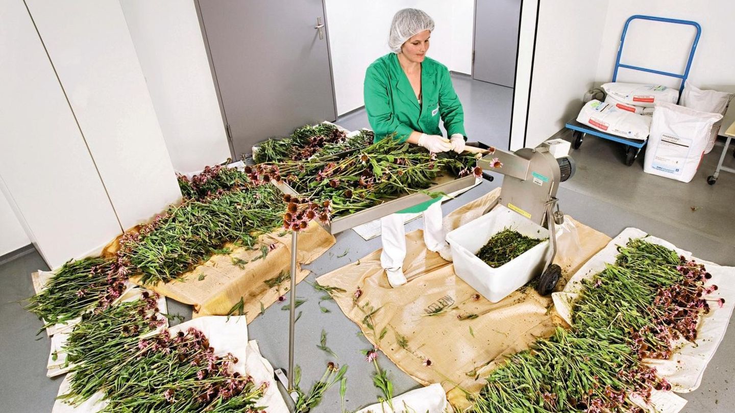 Pflanzenverarbeitung bei Weleda