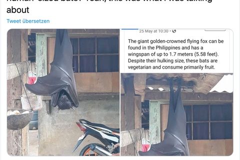 Ein riesiger Flughund schläft an den Füßen aufgehängt
