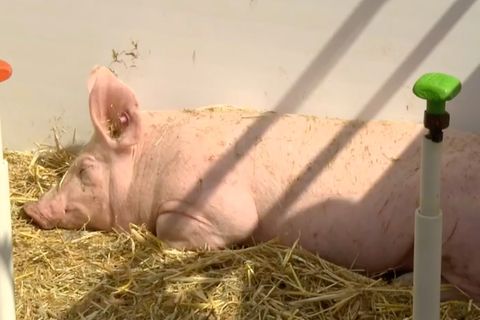 Bauern in Gütersloh: Ungewissheit nach Tönnies-Skandal: "Wir sorgen uns um den Tierschutz"