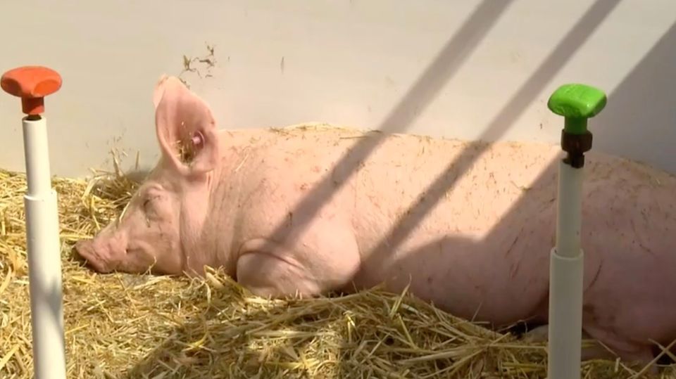 Bauern in Gütersloh: Ungewissheit nach Tönnies-Skandal: "Wir sorgen uns um den Tierschutz" Bauern in Gütersloh: Ungewissheit nach Tönnies-Skandal: "Wir sorgen uns um den Tierschutz"