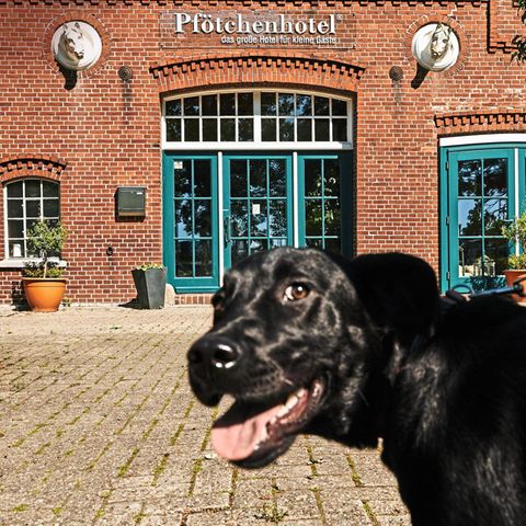 Labradorhündin Luna vor dem Pfötchenhotel