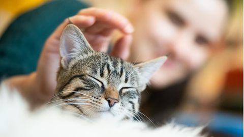 Katze wird von Mensch gestreichelt - Studie der Universität des Saarlandes
