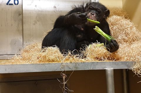 Schimpansen-Weibchen Bally erholt sich im Krefelder Zoo von den Folgen des Brandes in der Silvesternacht. Doch ihre Zukunft ist ungewiss