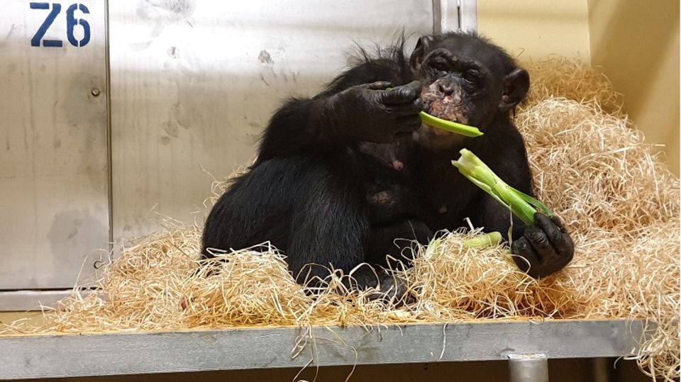 Schimpansen-Weibchen Bally erholt sich im Krefelder Zoo von den Folgen des Brandes in der Silvesternacht. Doch ihre Zukunft ist ungewiss