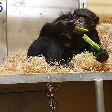 Schimpansen-Weibchen Bally erholt sich im Krefelder Zoo von den Folgen des Brandes in der Silvesternacht. Doch ihre Zukunft ist ungewiss