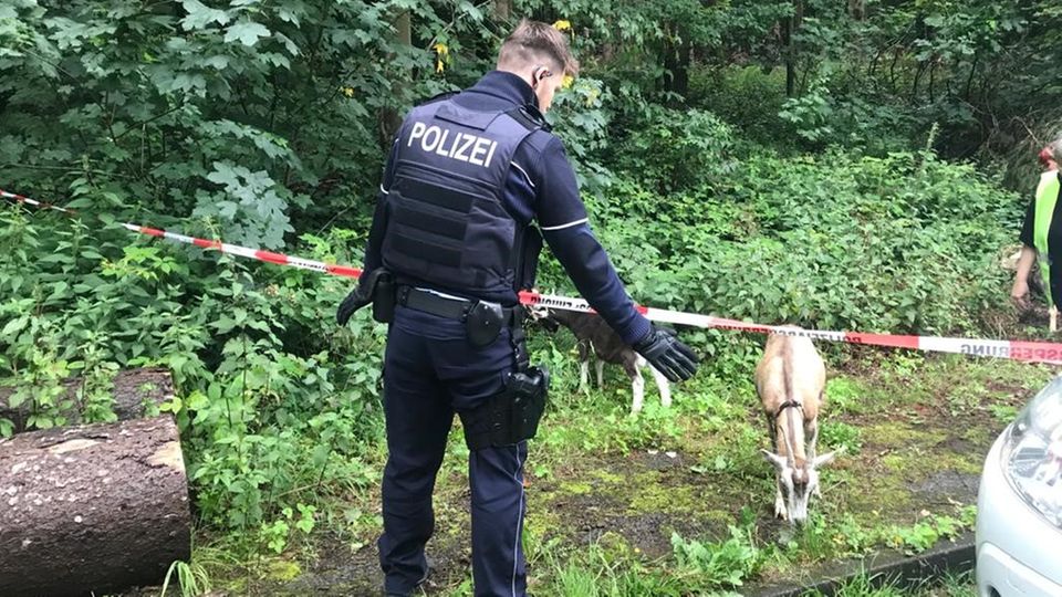 Nachrichten aus Deutschland – Freilaufende Ziegen in Iserlohn Nachrichten aus Deutschland – Freilaufende Ziegen in Iserlohn