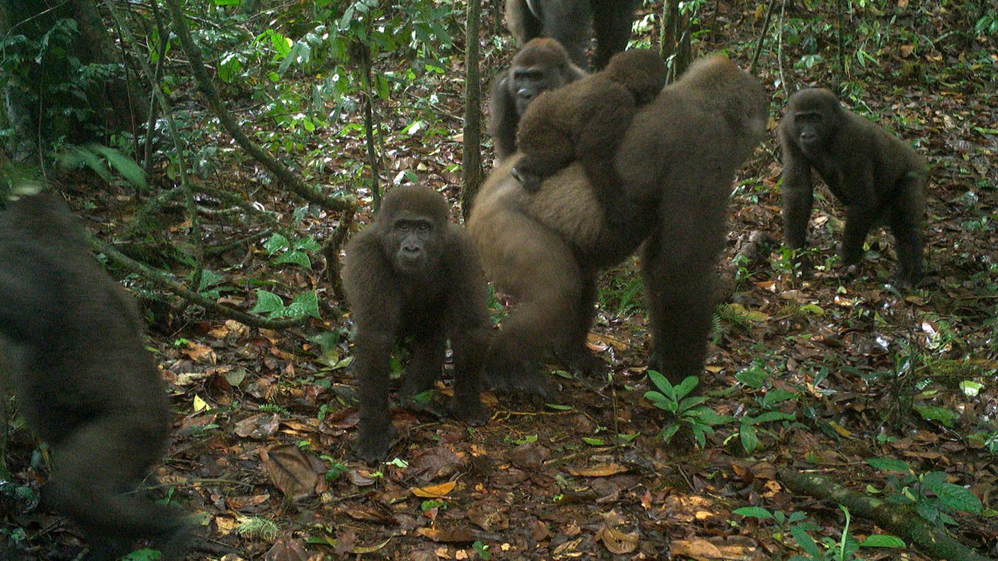 Gorillas in Nigeria