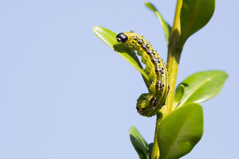 Raupe des Buchsbaumzünslers