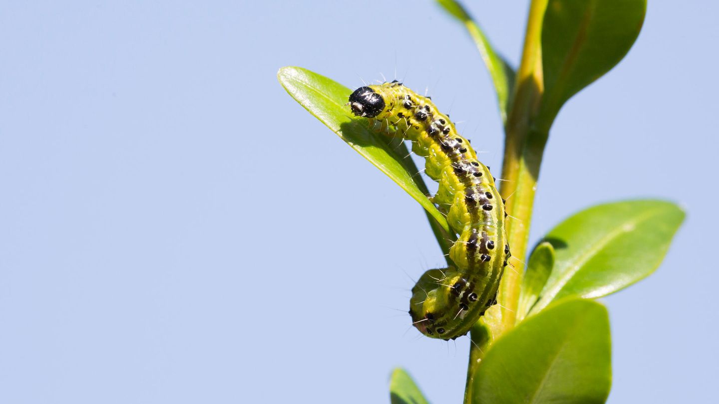 Raupe des Buchsbaumzünslers