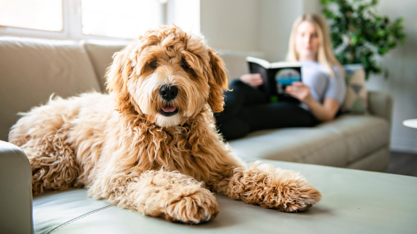Psychologie: Ein Hund liegt auf einem Sofa