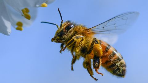 Biene im Flug