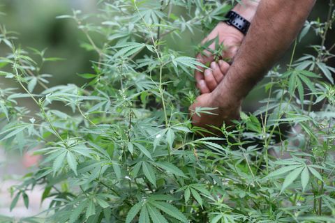 Ein Cannabis-Feld in Indien