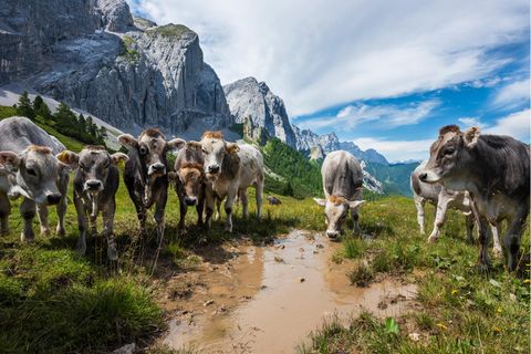 Kühe stehen auf einer Alm in den Alpen