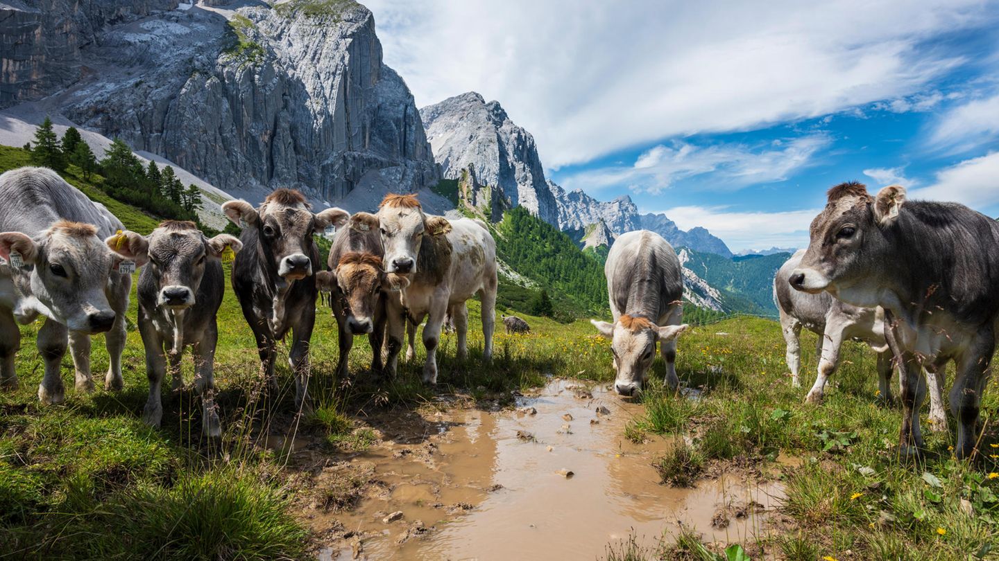 Kühe stehen auf einer Alm in den Alpen