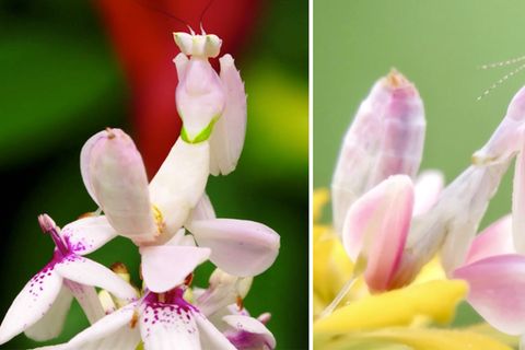 Kronenfangschrecke: Die Orchideenmantis verblüfft zahlreiche Twitter-Nutzer