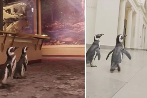 Pinguine Chicago Museum