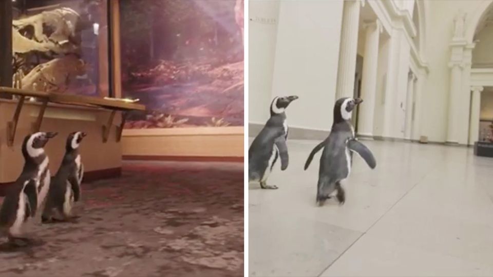 Pinguine Chicago Museum