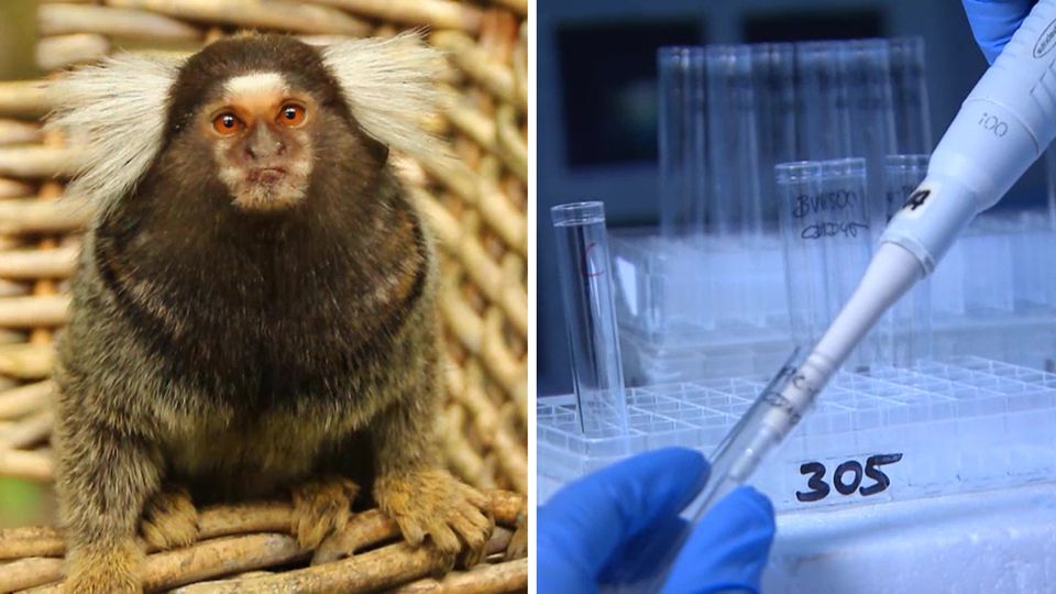Im Deutschen Primatenzentrum sollen zehn Weißbüschelaffen zu Unrecht getötet worden sein
