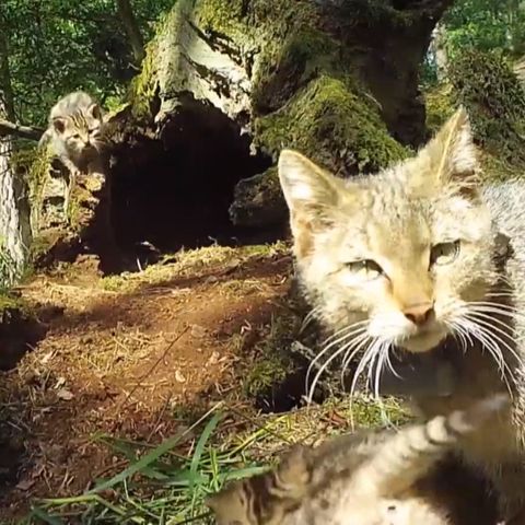 Sachsen-Anhalt: Eine Wildkatzen-Mutter verteidigt ihre Jungen vor einem angreifenden Wolf