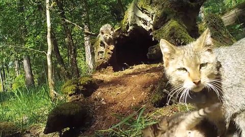 Sachsen-Anhalt: Eine Wildkatzen-Mutter verteidigt ihre Jungen vor einem angreifenden Wolf