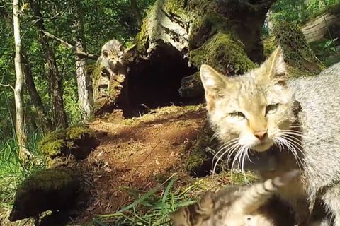 Sachsen-Anhalt: Eine Wildkatzen-Mutter verteidigt ihre Jungen vor einem angreifenden Wolf