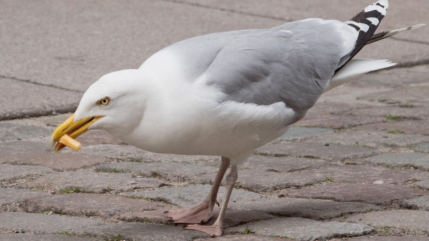 Möwe frisst eine Fritte