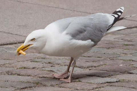 Möwe frisst eine Fritte