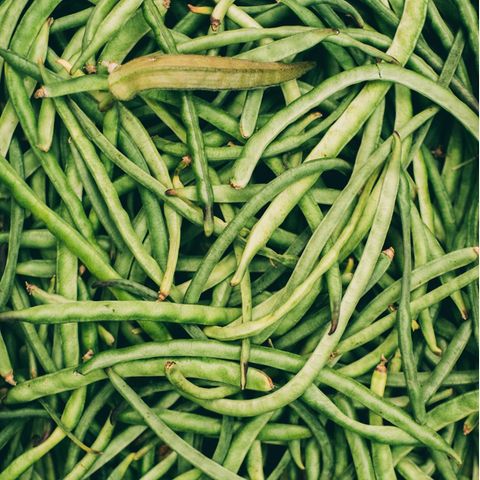 VOE STERN GESUND LEBEN 4/2020 Green Beans BackgroundContact support@stocksy.com for more information. Please see Stocksy United's licensing agreement here: https://www.stocksy.com/legal/contentlicense
