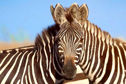 Optische Täuschung: Welches Zebra blickt hier in die Kamera? Rätsel im Suchbild