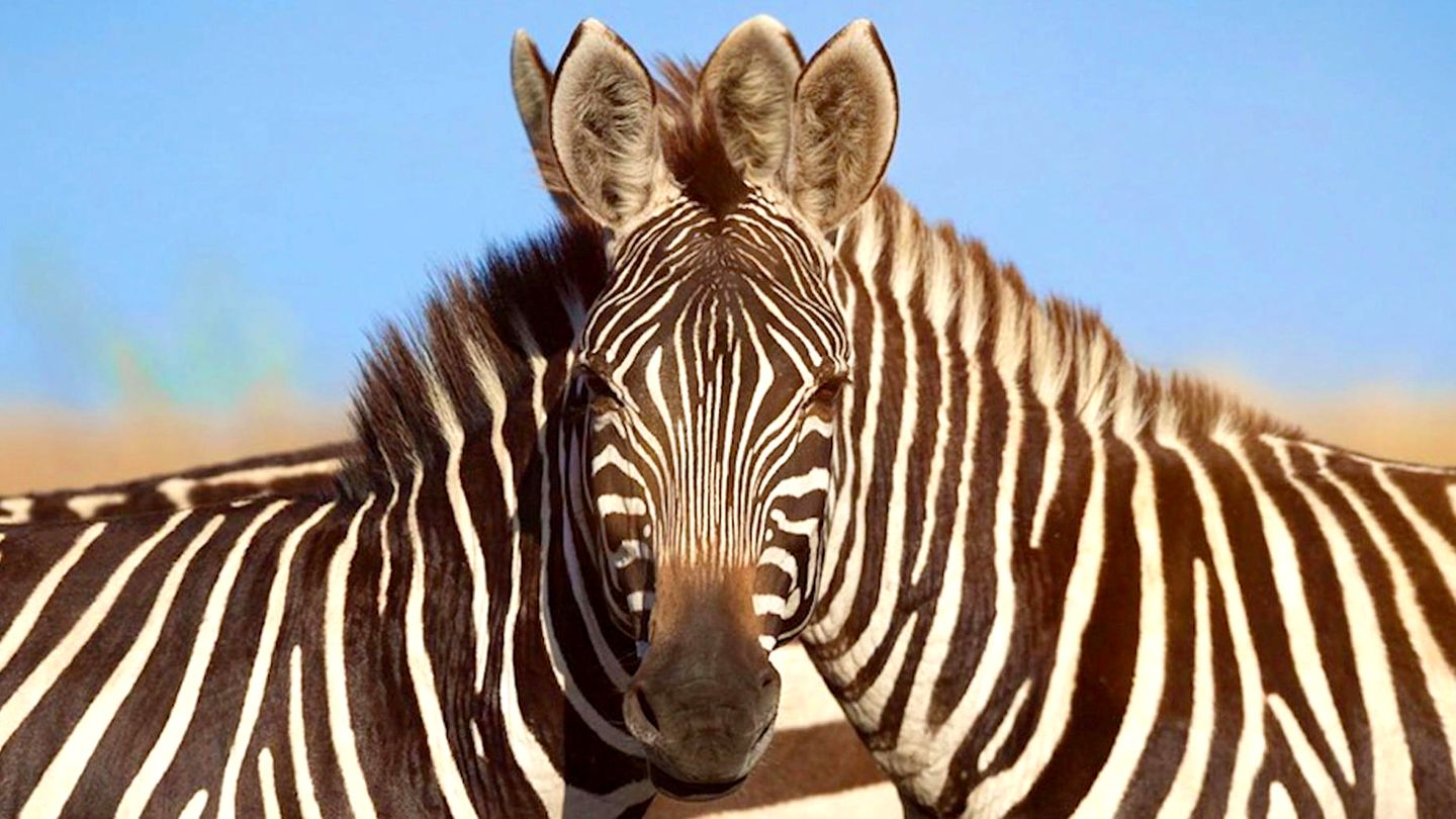 Puzzle in the video: Which zebra is looking into the camera here? -   - Time News