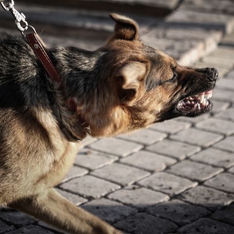 Aggressiver Deutscher Schäferhund