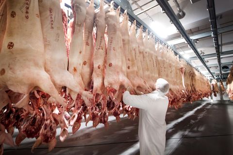 Schlachtbetrieb Tönnies: Frisch geschlachtete Schweine hängen in einem Kühlhaus