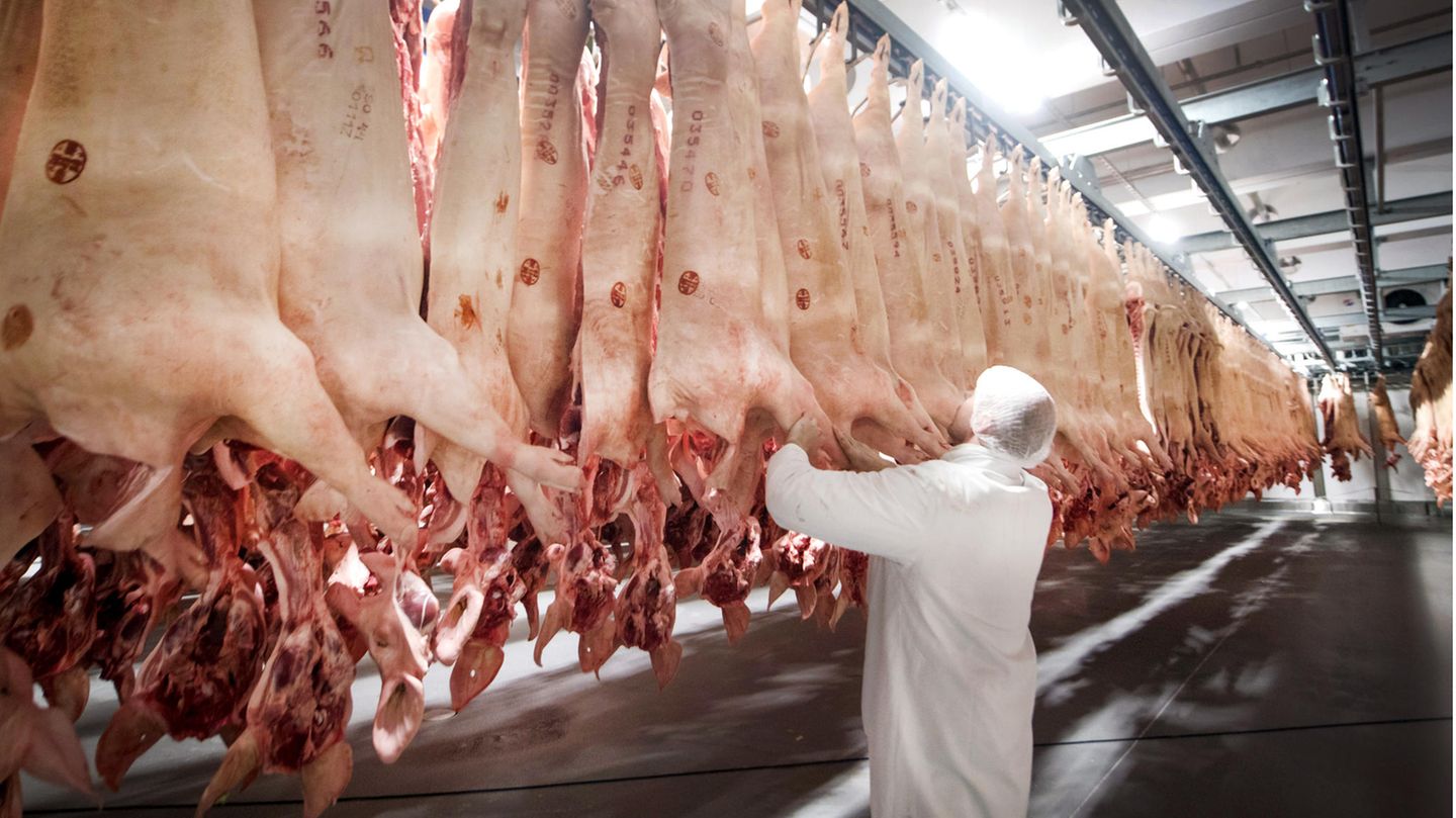 Schlachtbetrieb Tönnies: Frisch geschlachtete Schweine hängen in einem Kühlhaus