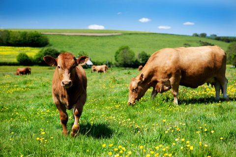 braunes Kalb mit Mutter auf einer grünen Wiese