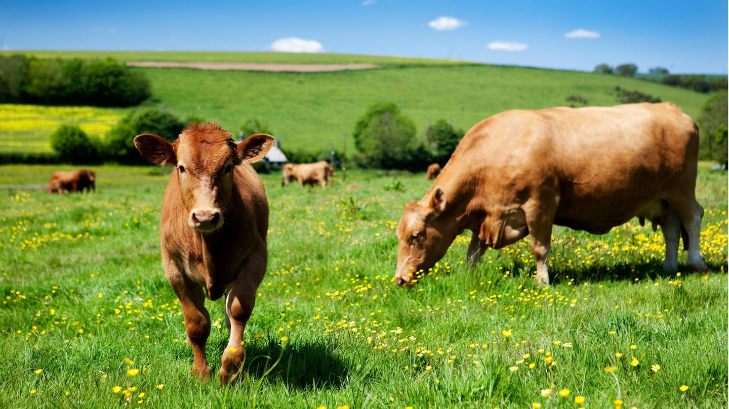 braunes Kalb mit Mutter auf einer grünen Wiese