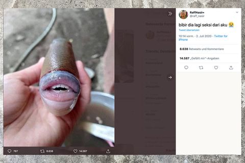 Twitter-Bild eines Fisches mit dicken Lippen