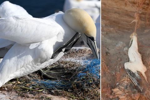 Basstölpel von Helgoland gefährdet: Immer mehr Plastikmüll in Nestern