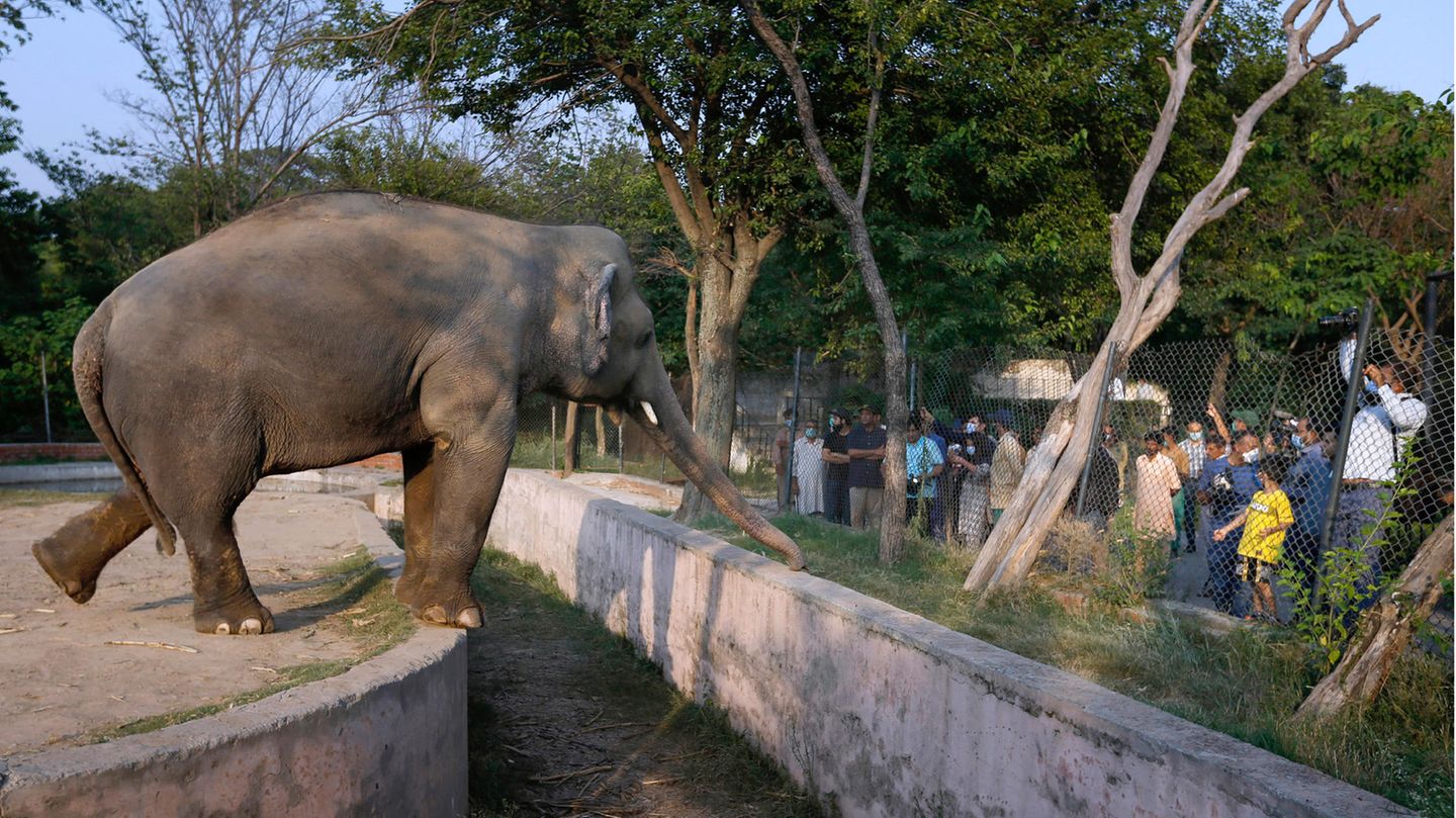 Der Elefant Kaavan zeigt sich Besuchern im Marghazar-Zoo