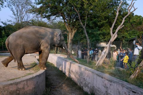Der Elefant Kaavan zeigt sich Besuchern im Marghazar-Zoo
