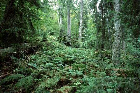 Bayerischer Wald