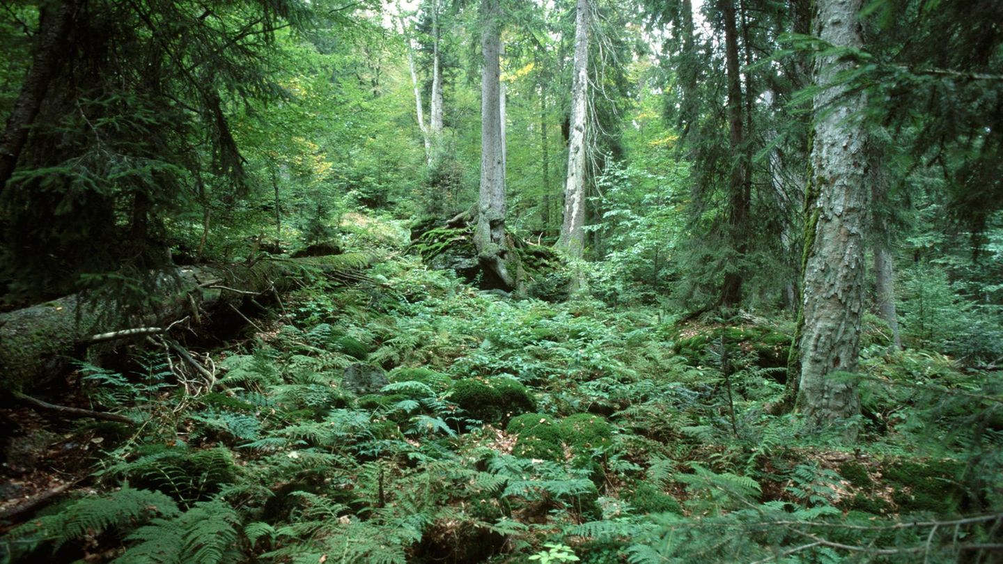 Bayerischer Wald