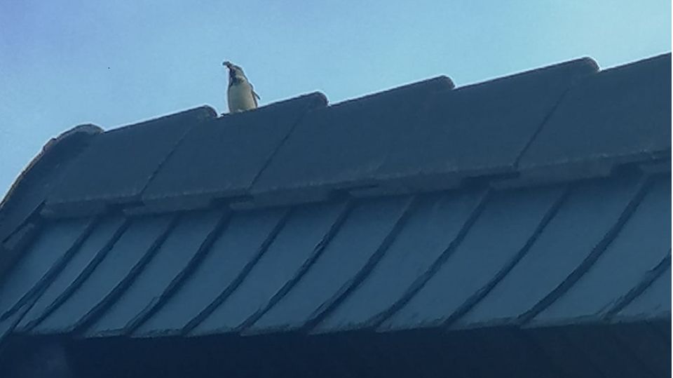 Pinguinartiger Vogel auf dem Dach eines Wohnhauses in Pillig