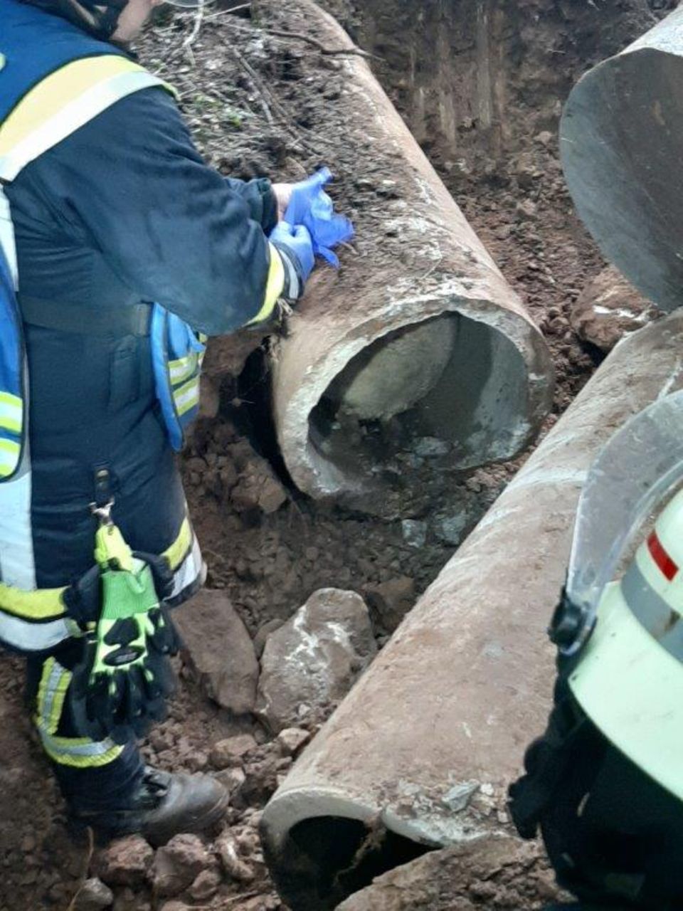 Nachrichten aus Deutschland – Schaf bleibt im Abflussrohr stecken