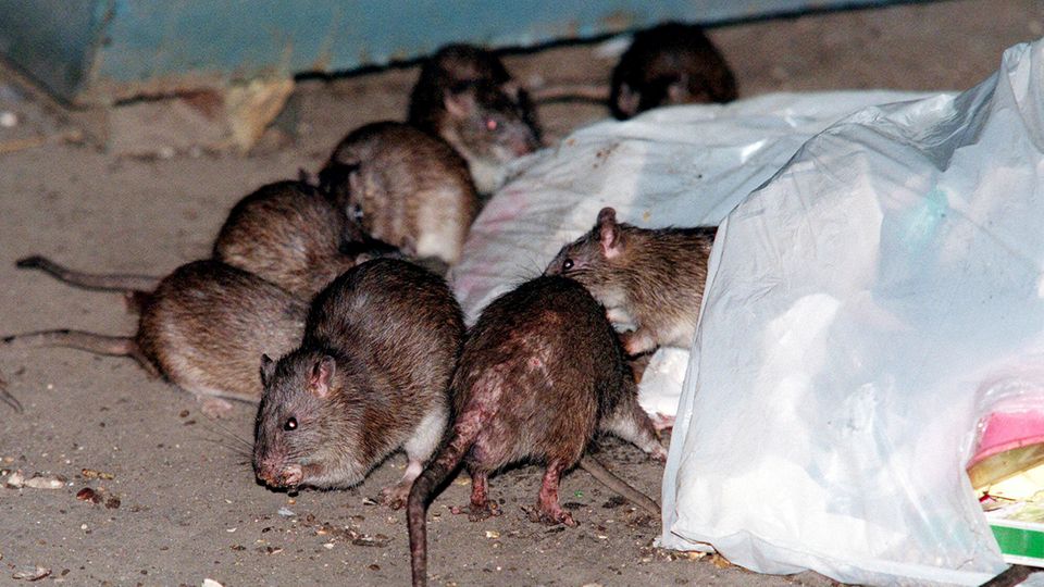 Ratten fressen Müll